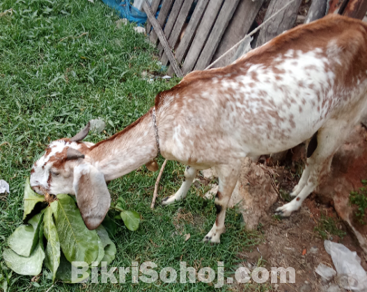 রামছাগল